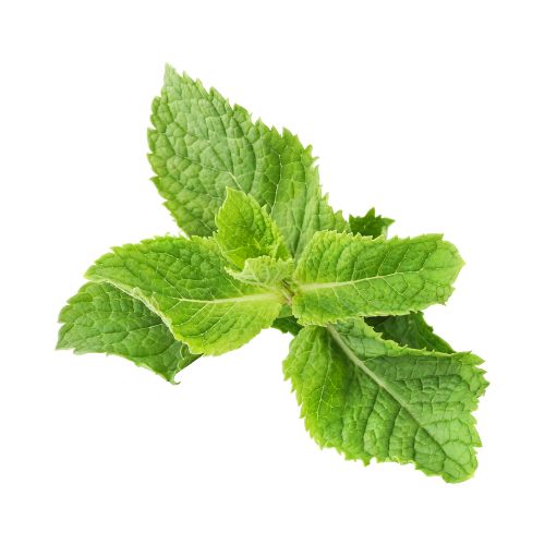 Menta_Piperita_Ingrediente_Natural_Mipelazo